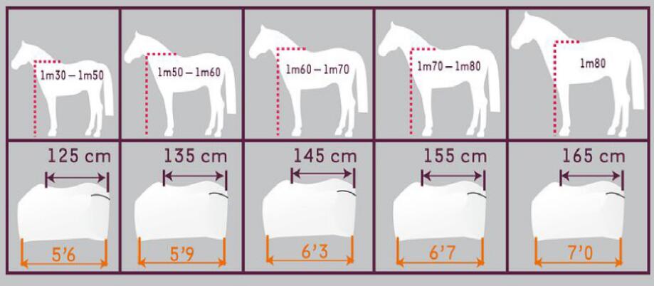 horse back length